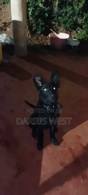 3-6 months Male Purebred German Shepherd
