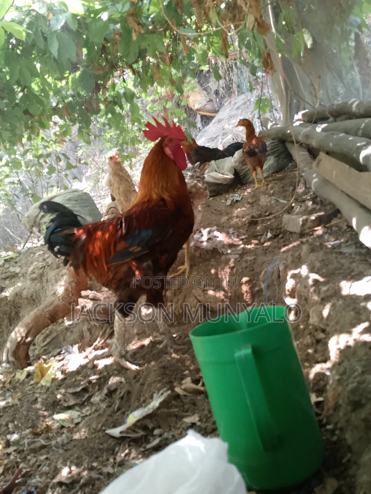 Kienyeji Rooster