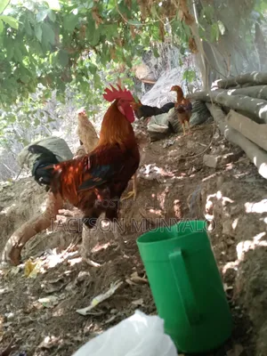 Kienyeji Rooster