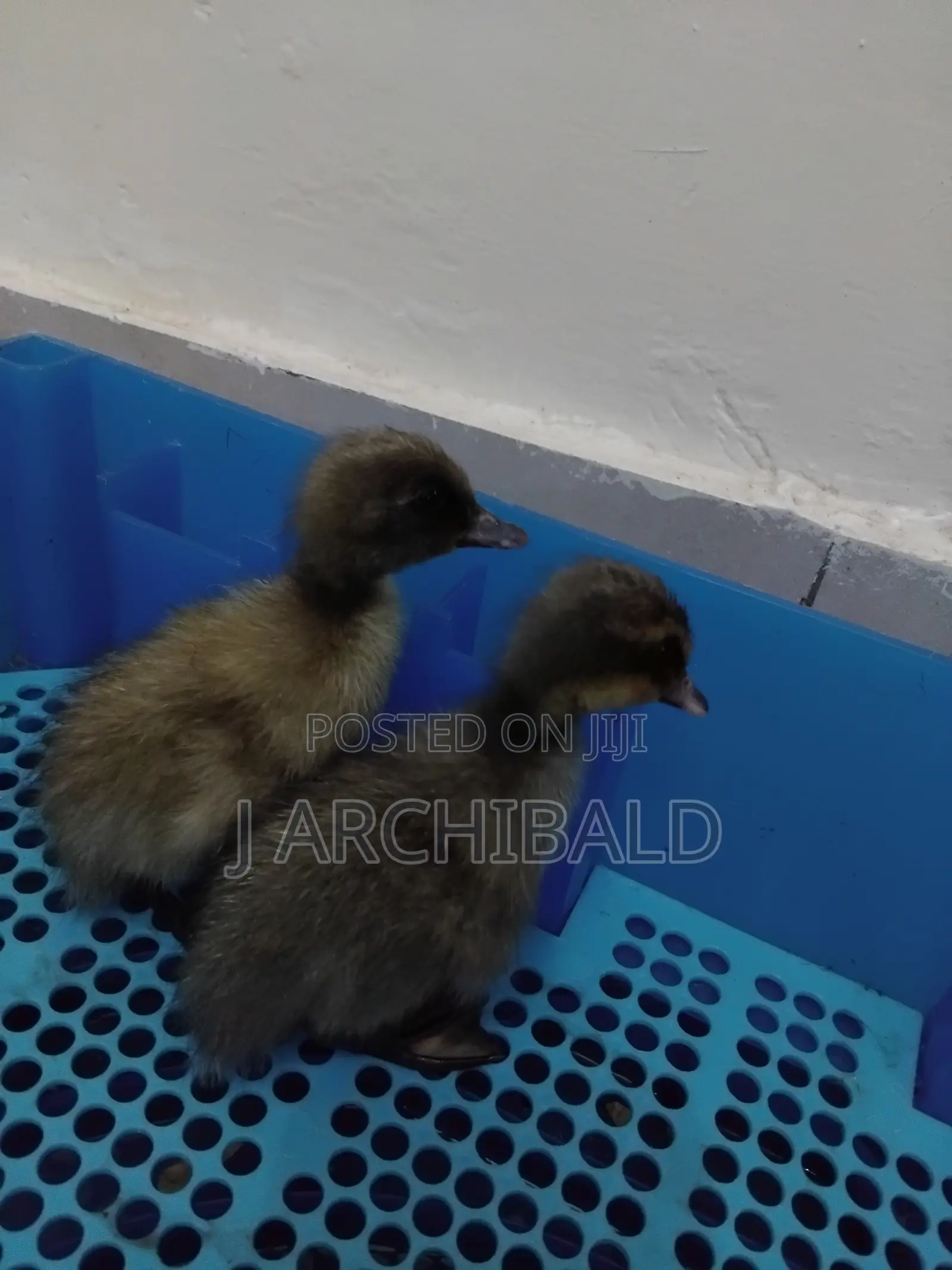 DUCKLINGS Khaki/Pekin/Rouen/Indian Runner