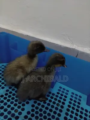 DUCKLINGS Khaki/Pekin/Rouen/Indian Runner