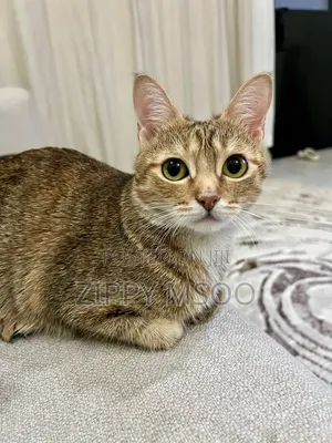 6-12 months Female Mixed Breed Abyssinian