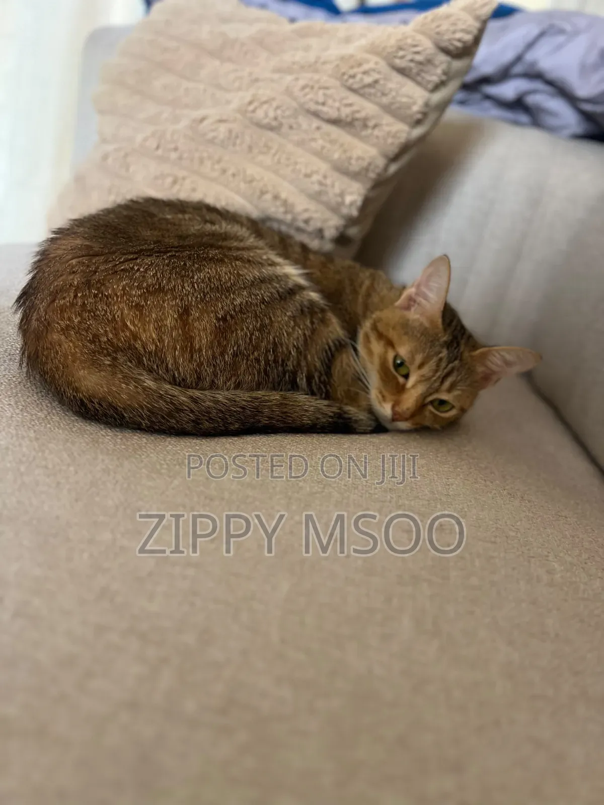 6-12 months Female Mixed Breed Abyssinian