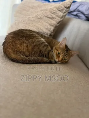 6-12 months Female Mixed Breed Abyssinian