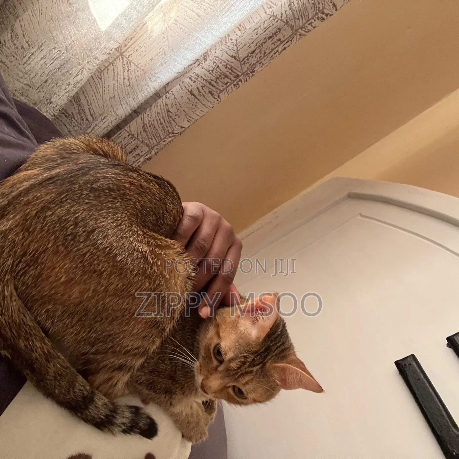 6-12 months Female Mixed Breed Abyssinian