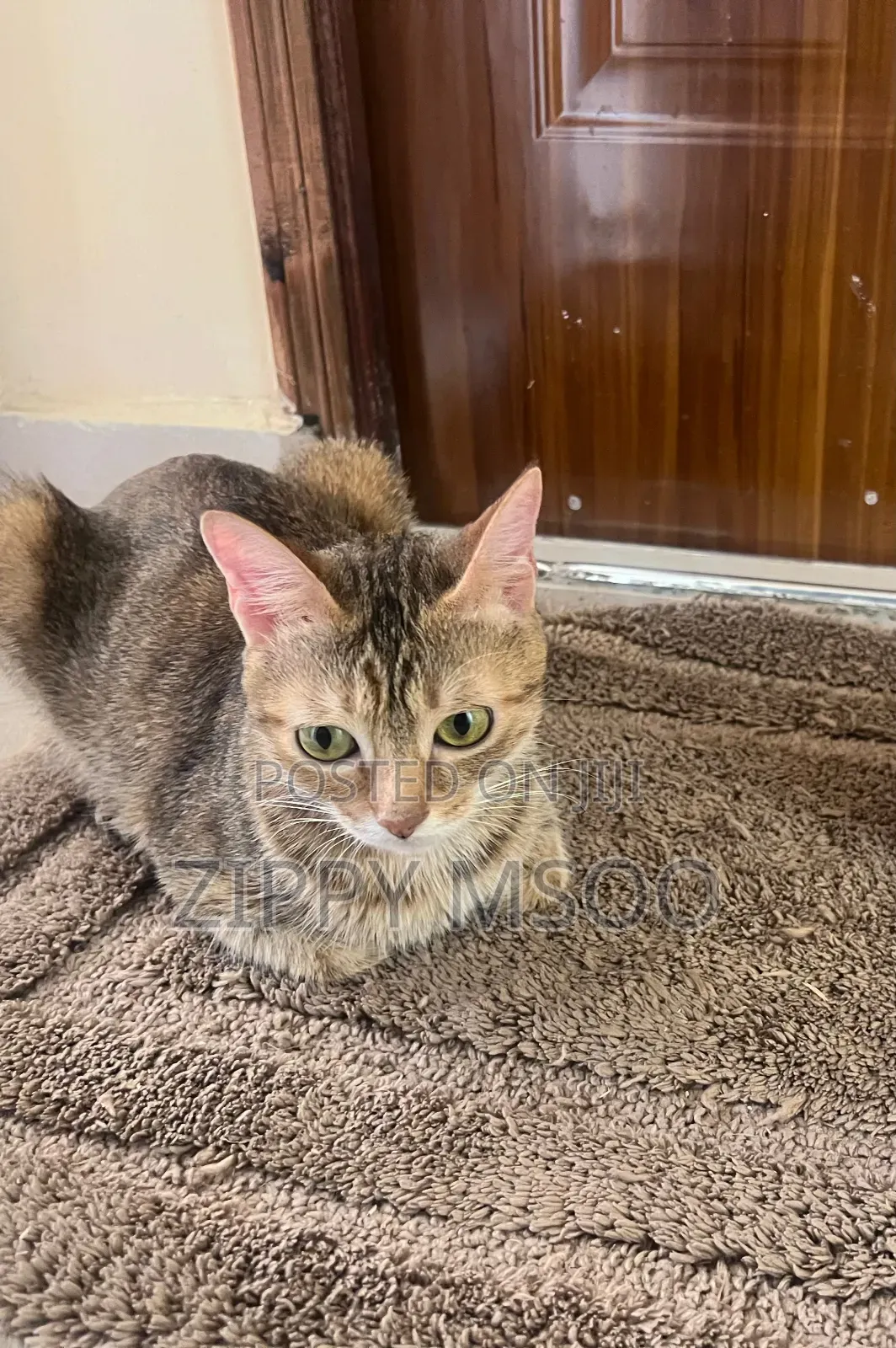 6-12 months Female Mixed Breed Abyssinian