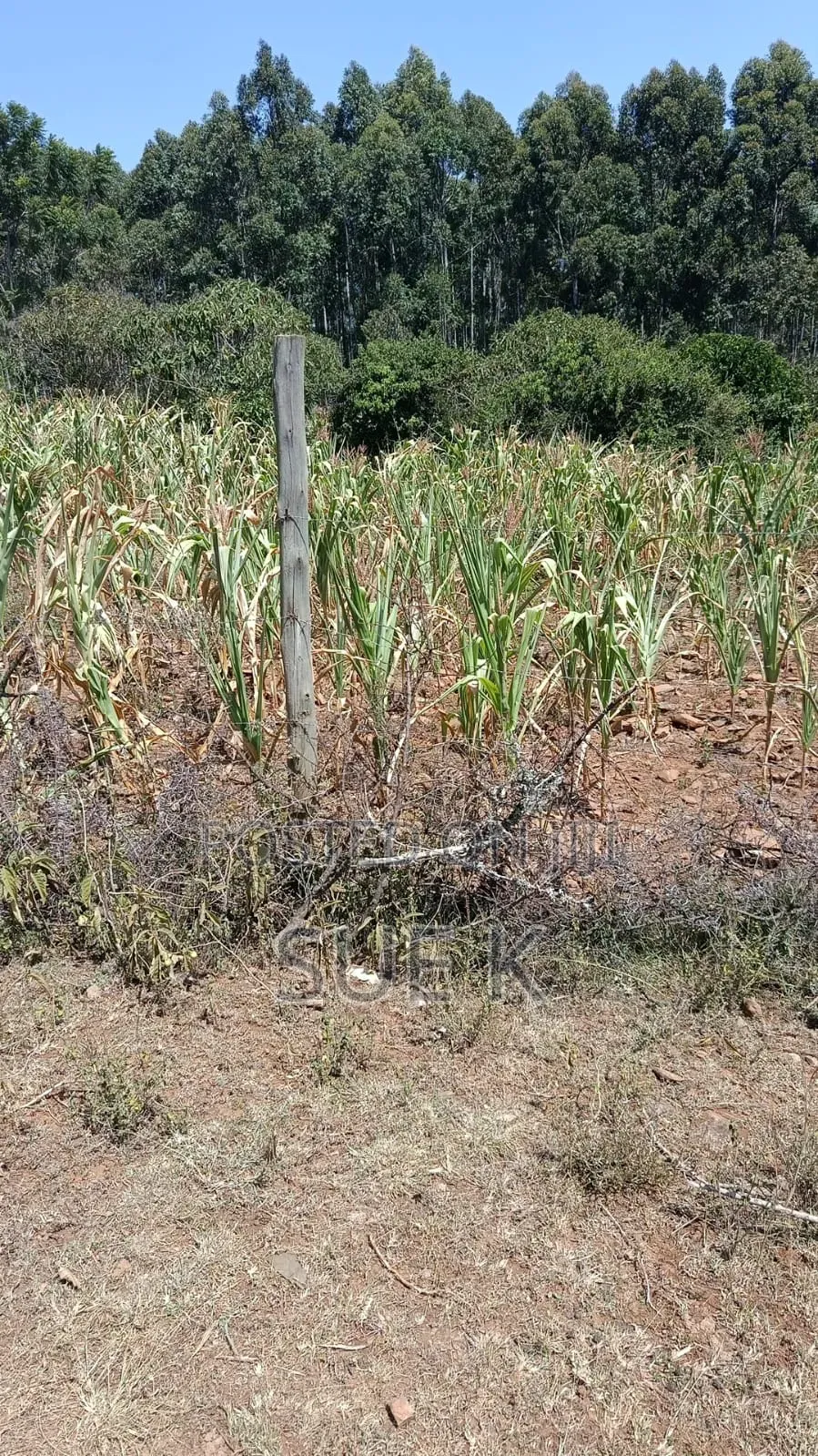 Plot for Sale - Mushroom Estate Eldoret (Ready Title Deed) KSH 