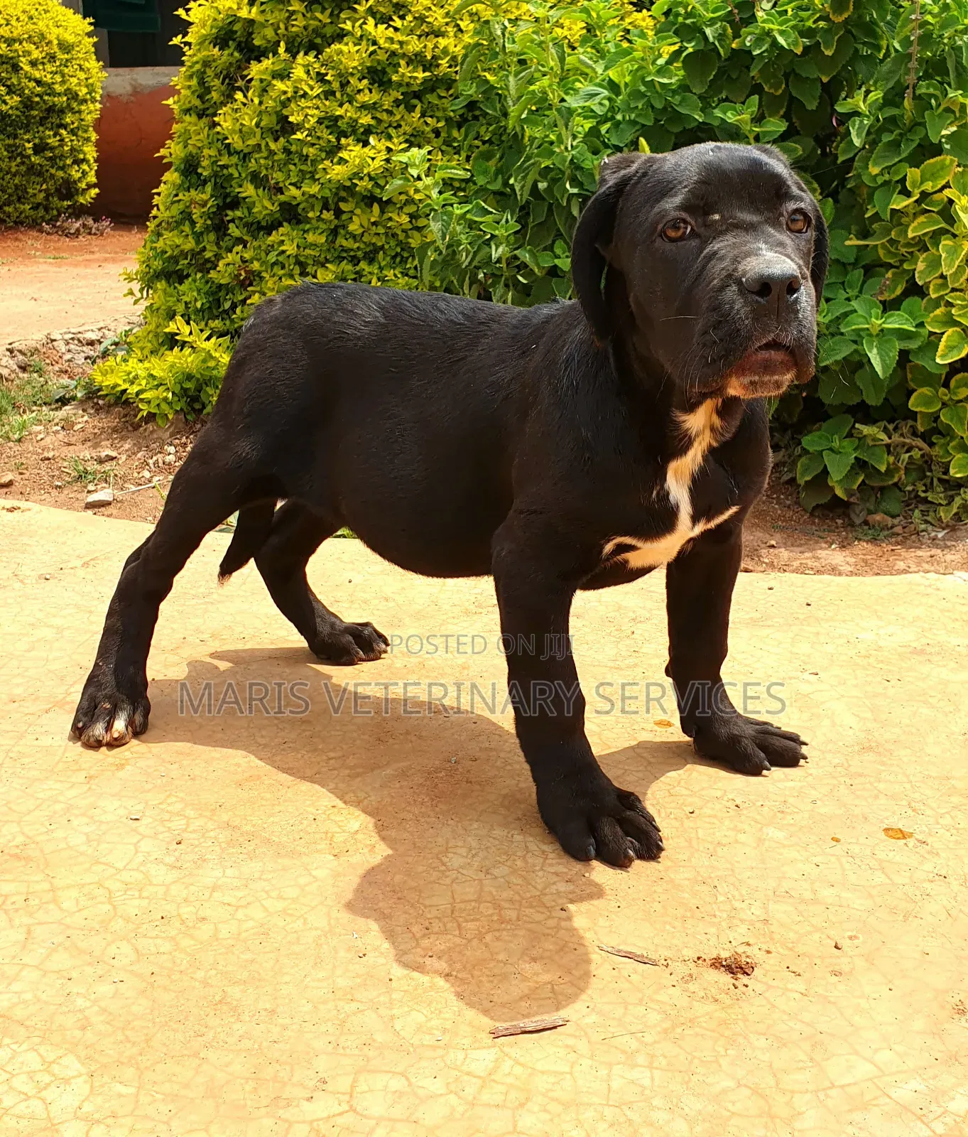 1-3 months Female Purebred Cane Corso