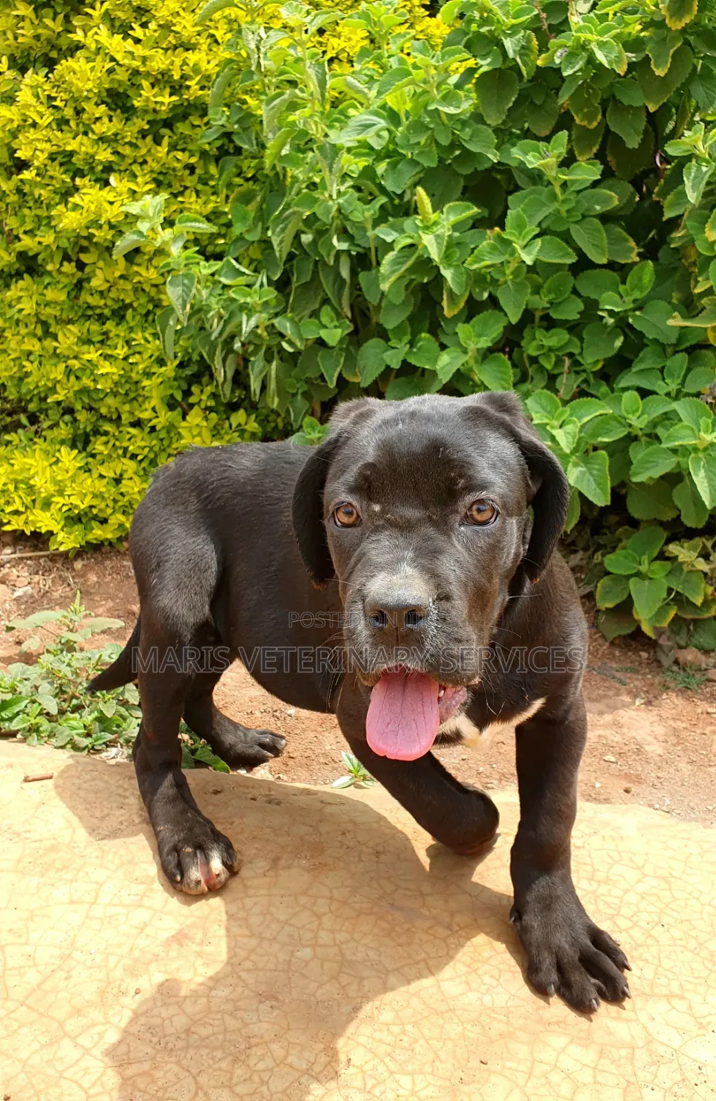1-3 months Female Purebred Cane Corso
