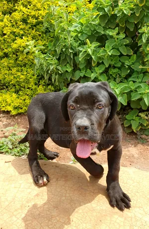 1-3 months Female Purebred Cane Corso