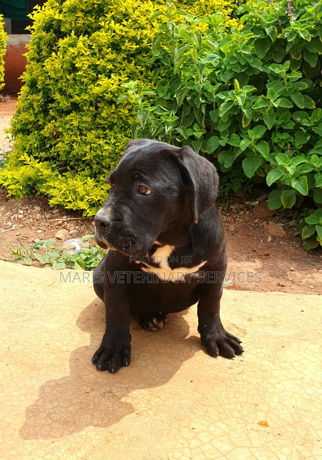 1-3 months Female Purebred Cane Corso