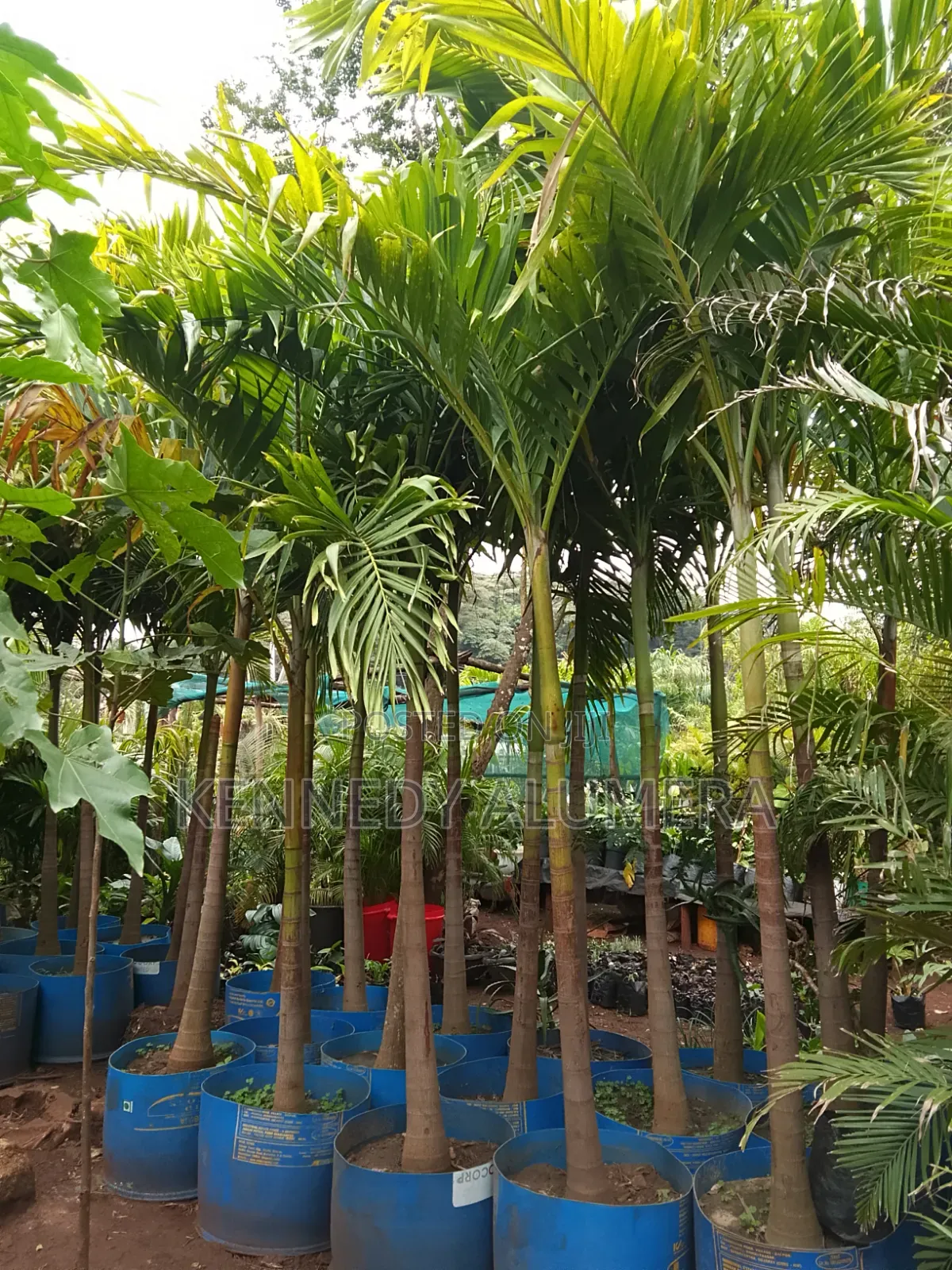 Christmas Palm