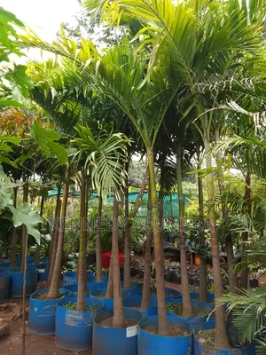 Christmas Palm