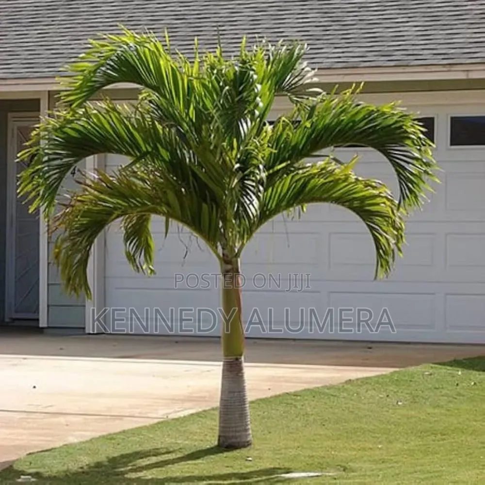 Christmas Palm