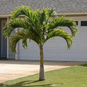 Christmas Palm