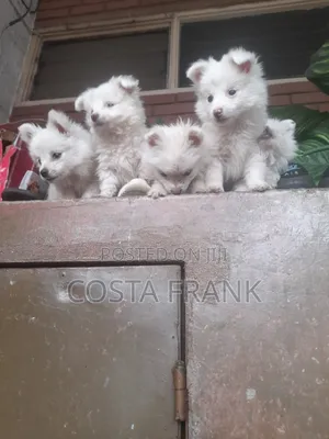1-3 months Female Purebred Japanese Spitz