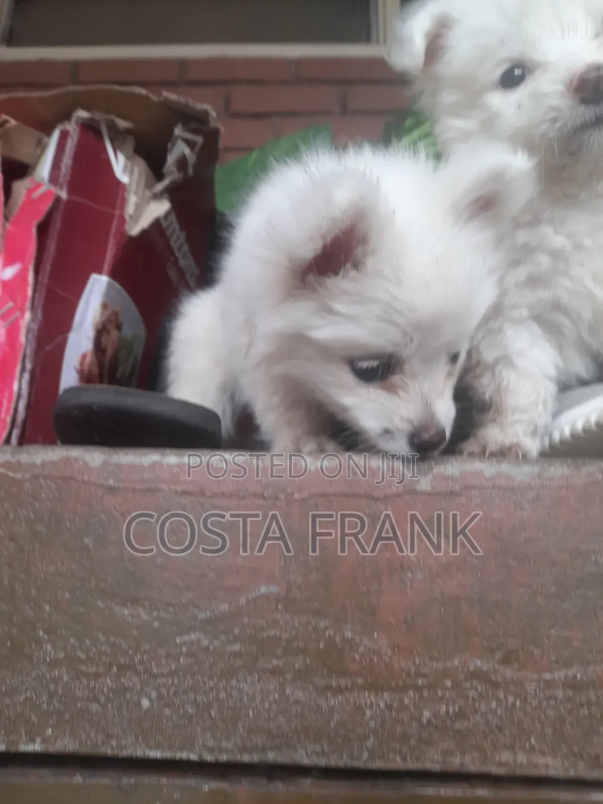 1-3 months Female Purebred Japanese Spitz