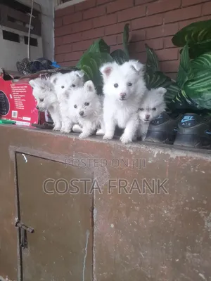 1-3 months Female Purebred Japanese Spitz