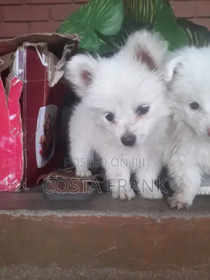 1-3 months Female Purebred Japanese Spitz