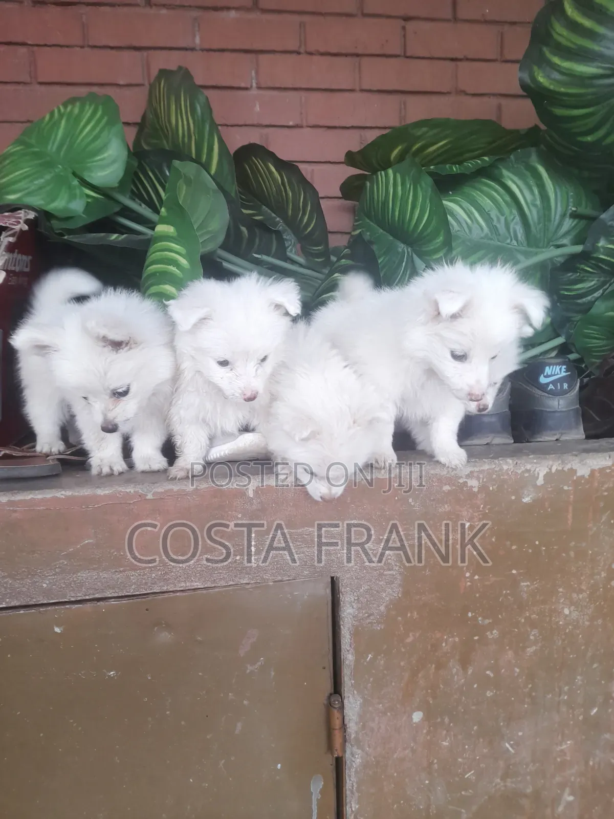 1-3 months Female Purebred Japanese Spitz
