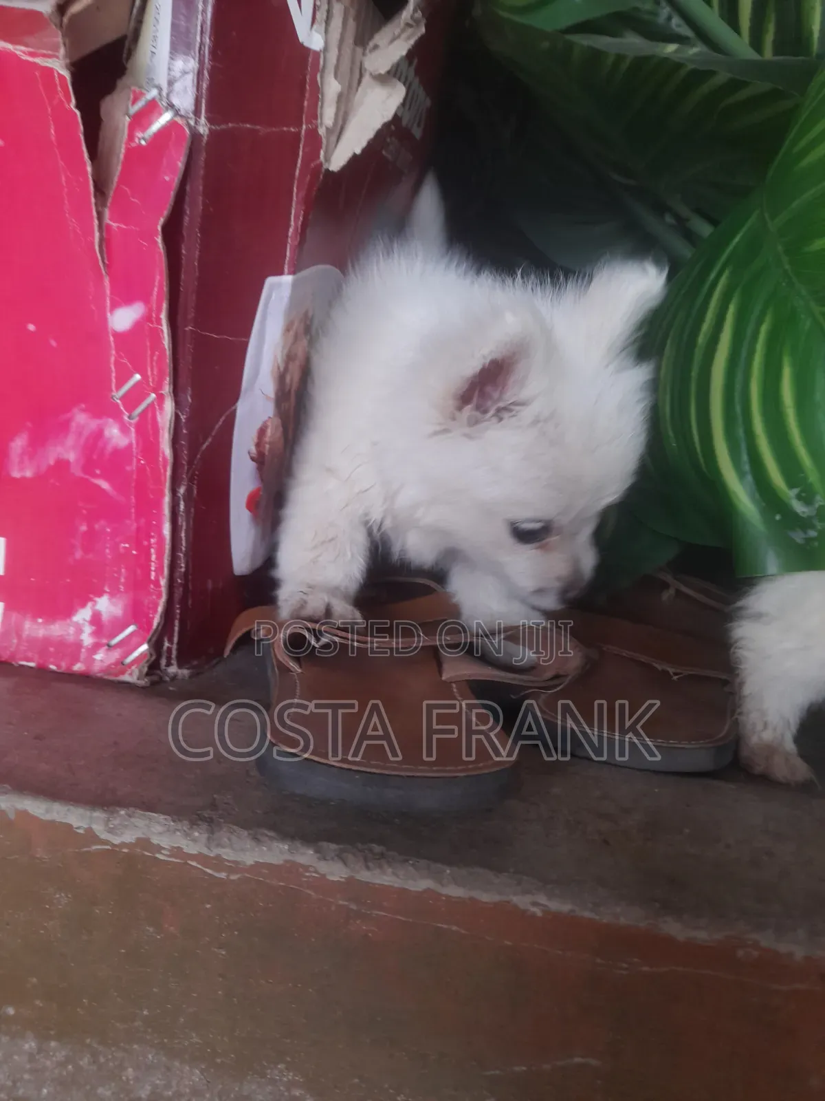 1-3 months Female Purebred Japanese Spitz