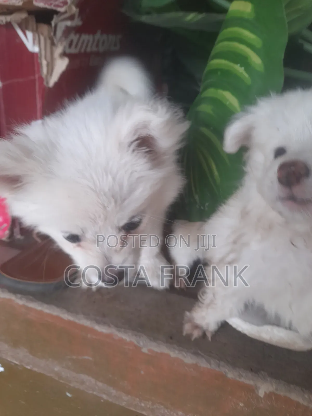 1-3 months Female Purebred Japanese Spitz