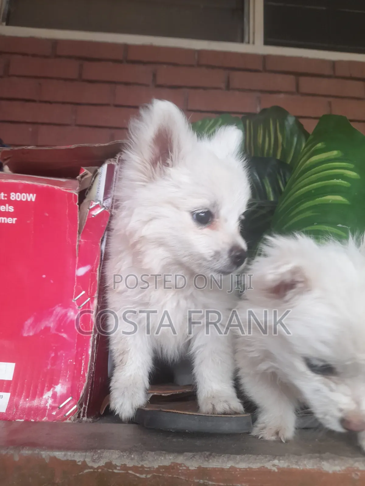 1-3 months Female Purebred Japanese Spitz