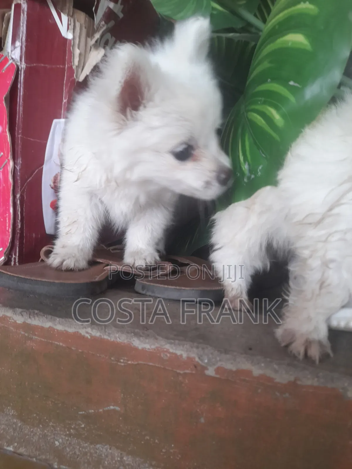 1-3 months Female Purebred Japanese Spitz