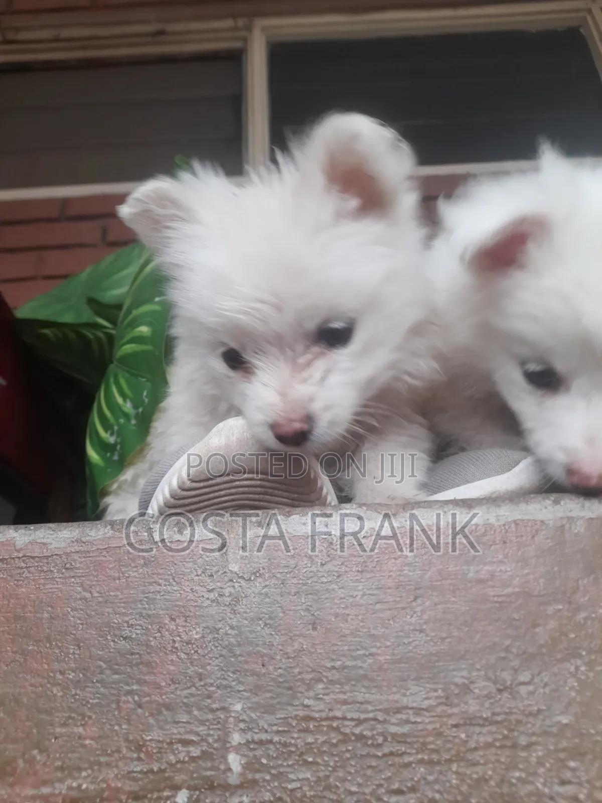 1-3 months Female Purebred Japanese Spitz