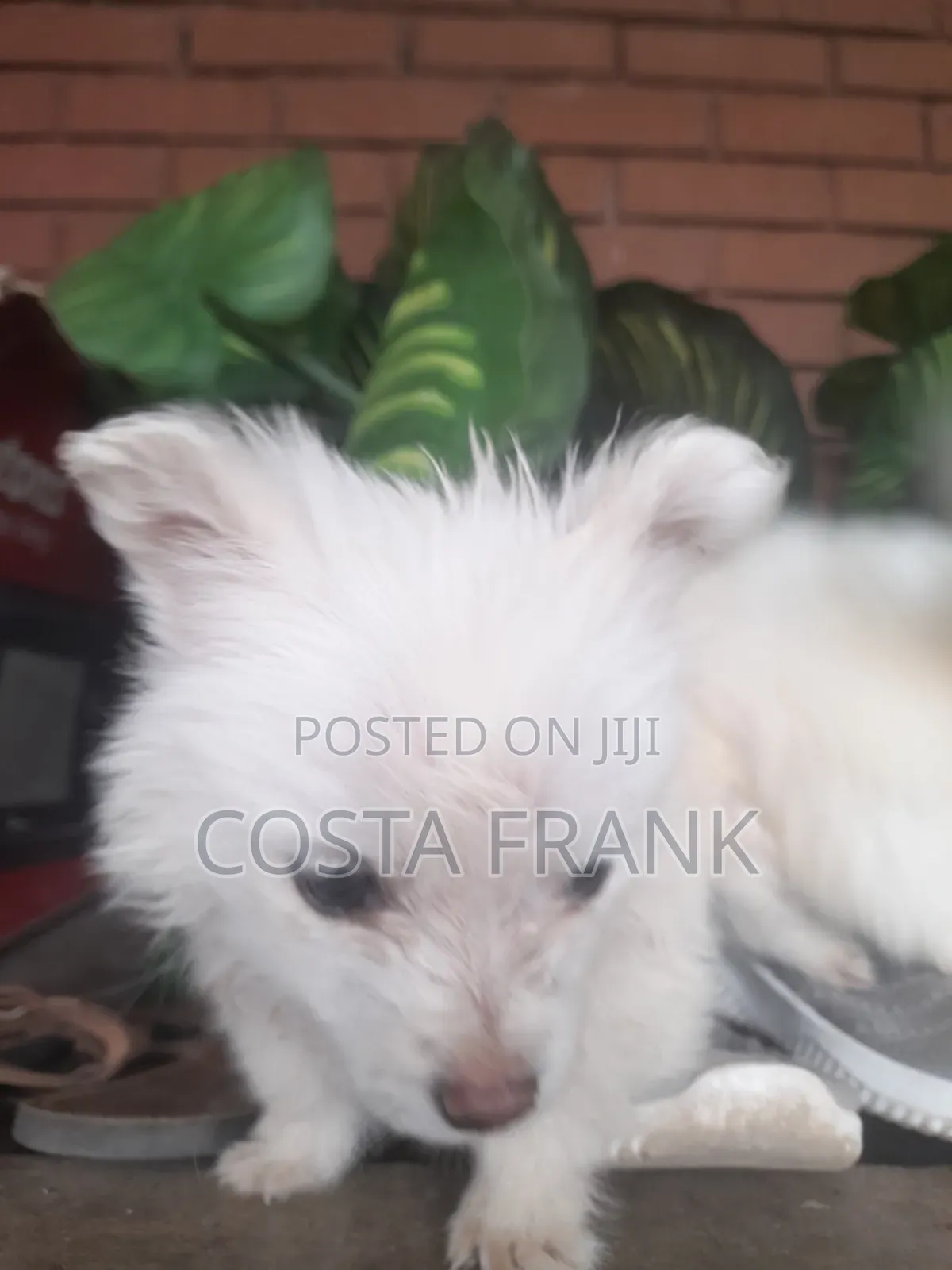 1-3 months Female Purebred Japanese Spitz