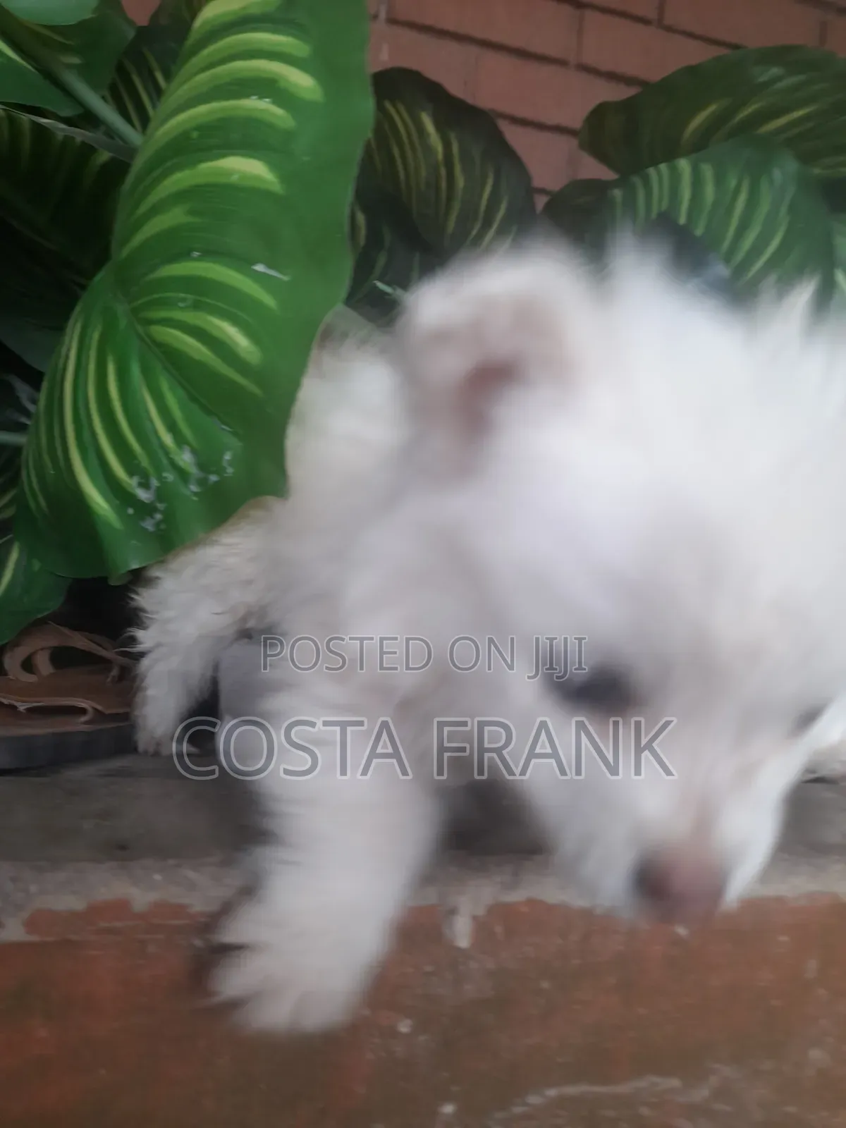 1-3 months Female Purebred Japanese Spitz
