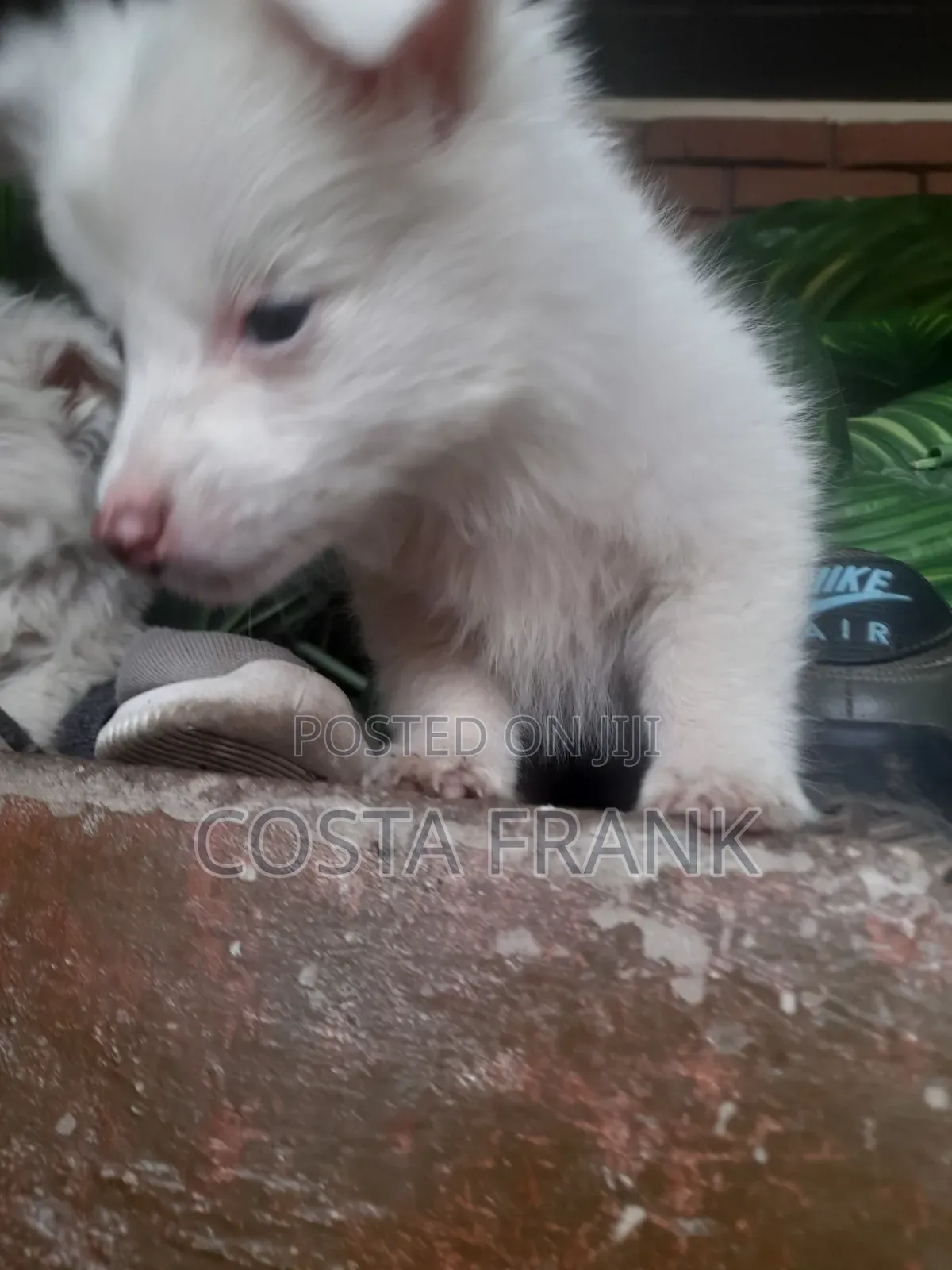 1-3 months Female Purebred Japanese Spitz