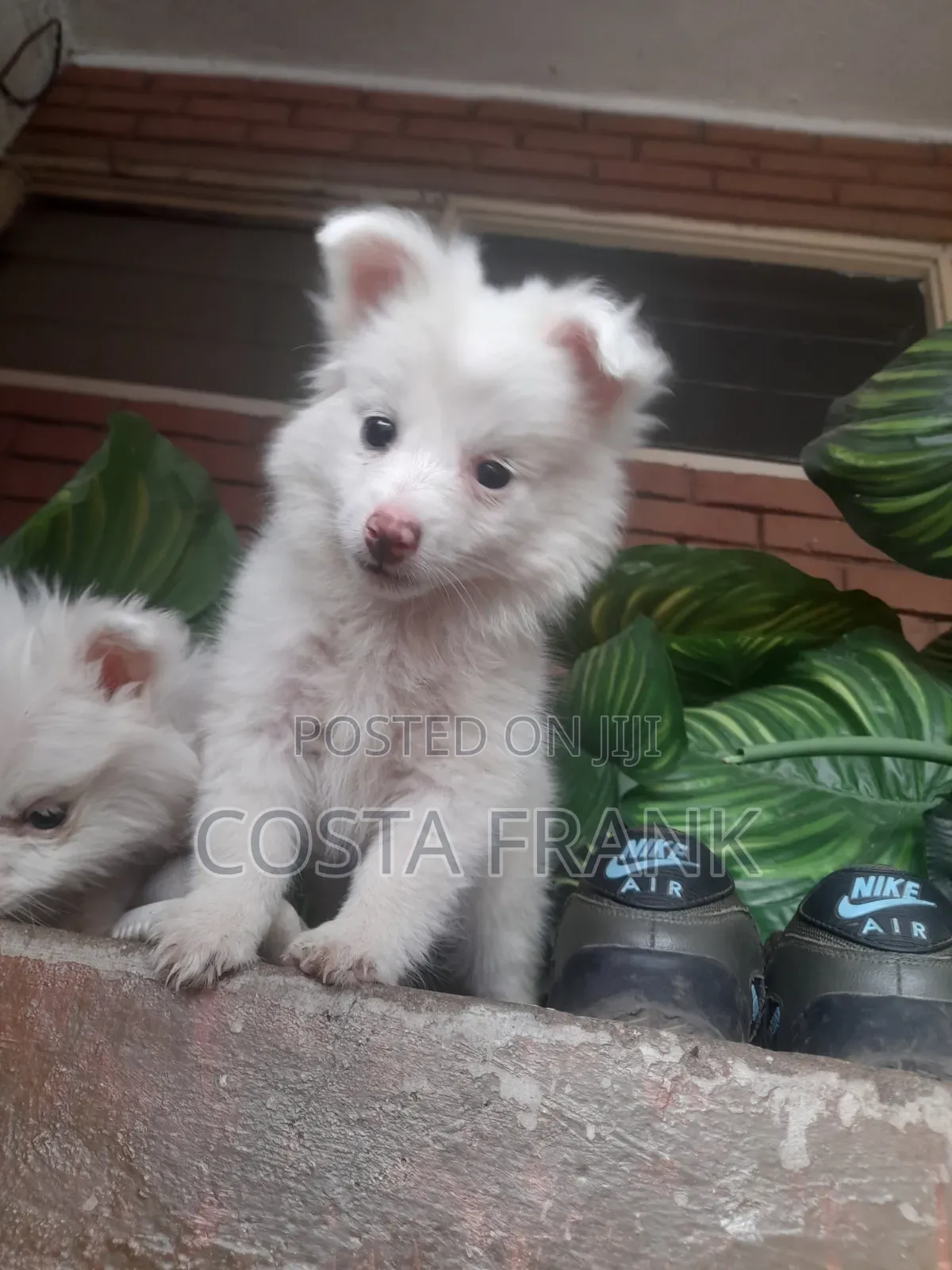 1-3 months Female Purebred Japanese Spitz