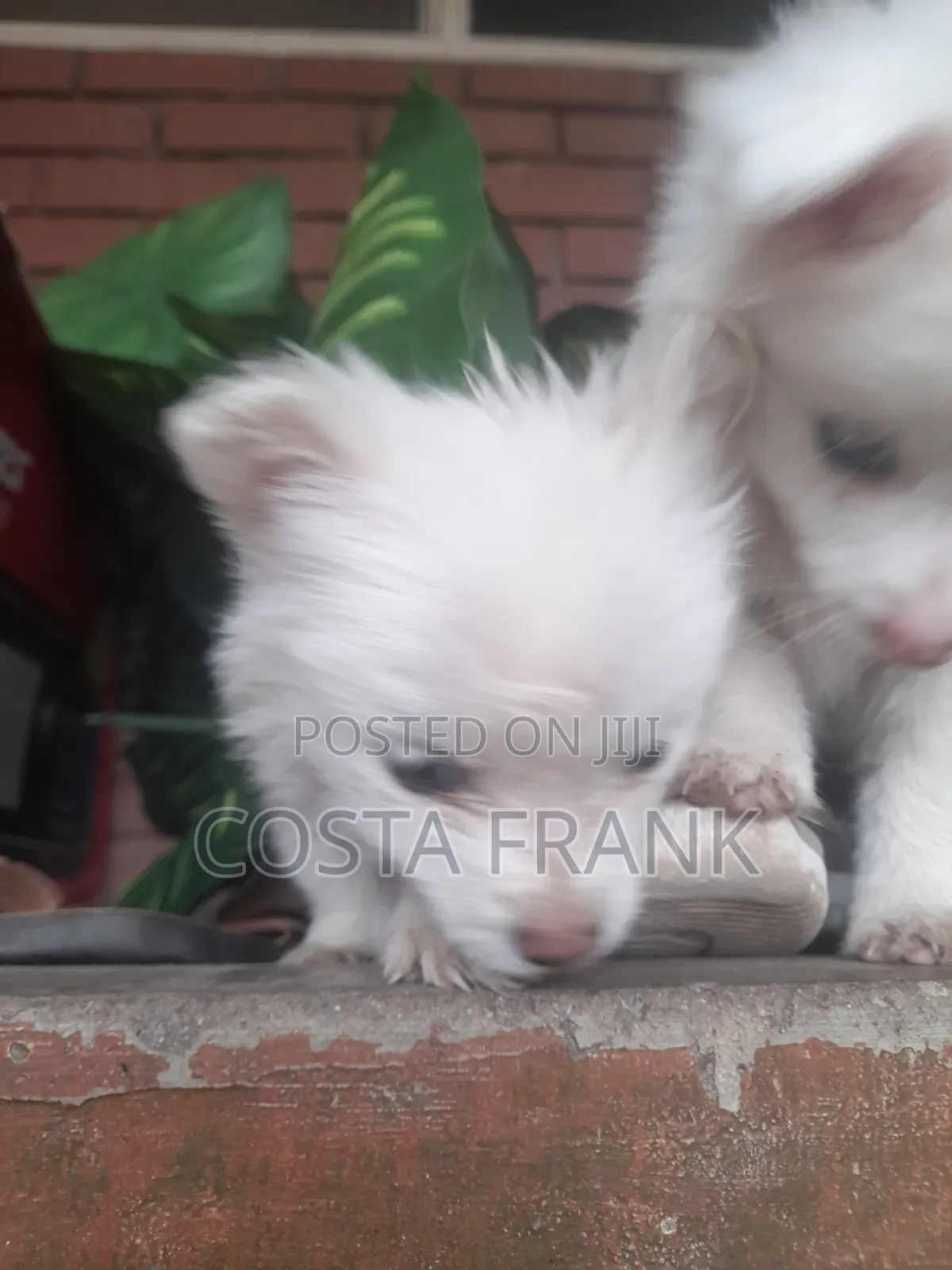 1-3 months Female Purebred Japanese Spitz