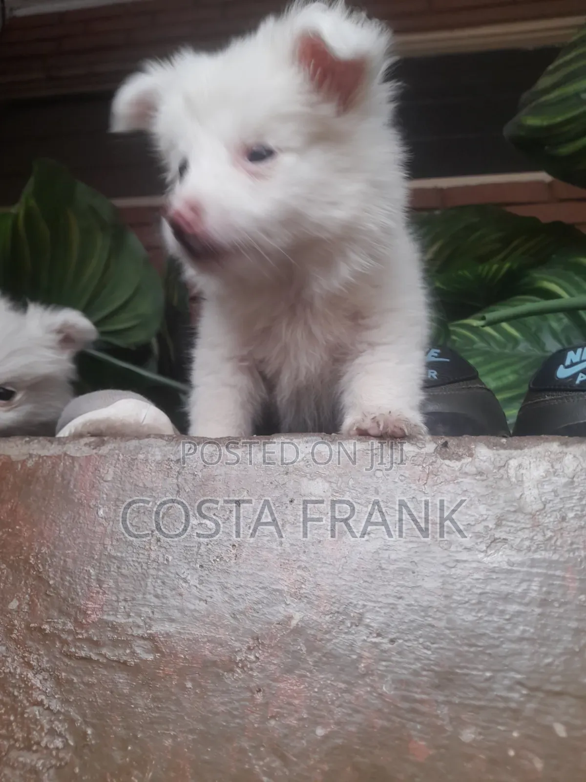 1-3 months Female Purebred Japanese Spitz