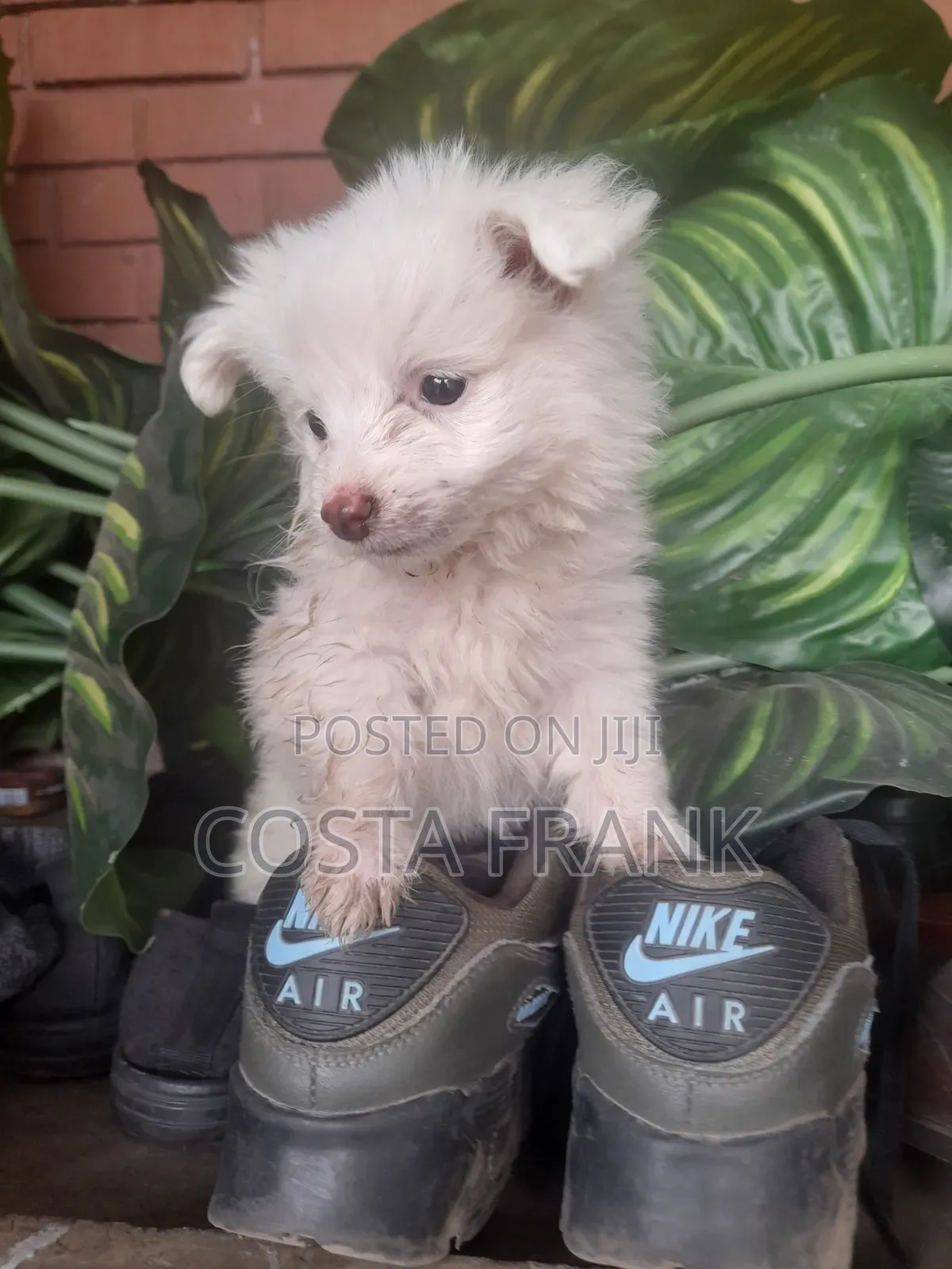 1-3 months Female Purebred Japanese Spitz