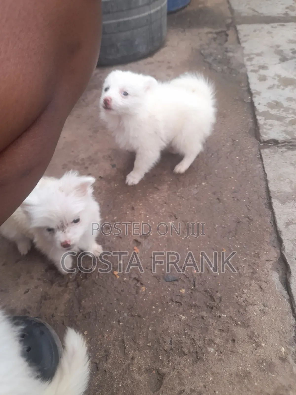1-3 months Female Purebred Japanese Spitz