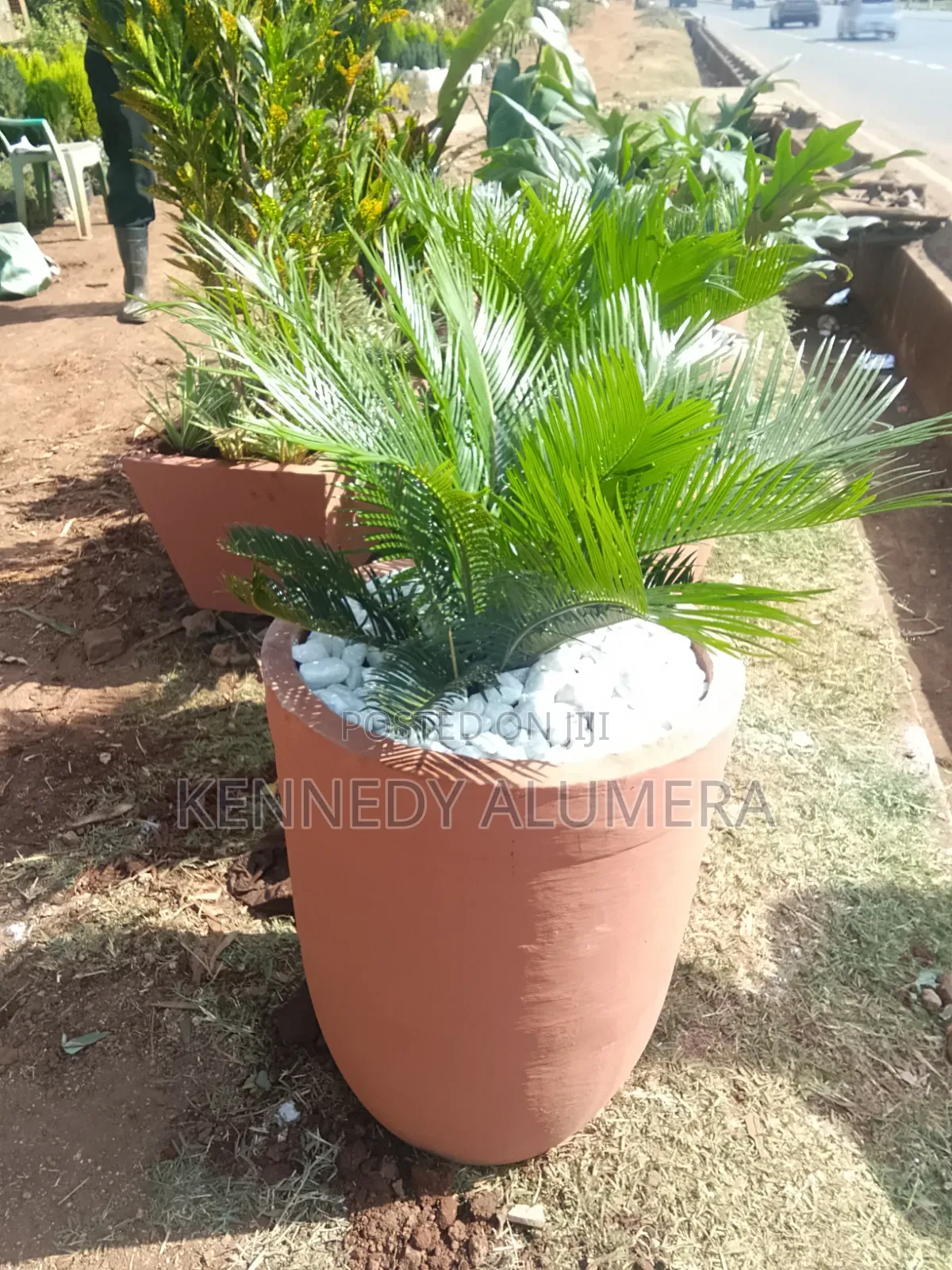 Potted Flowers