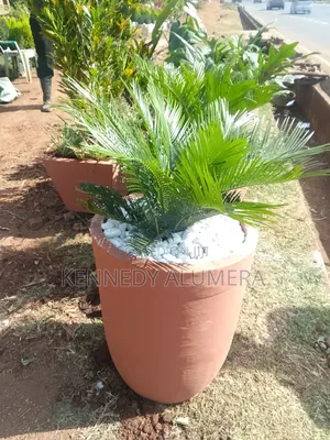 Potted Flowers