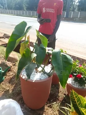 Potted Flowers