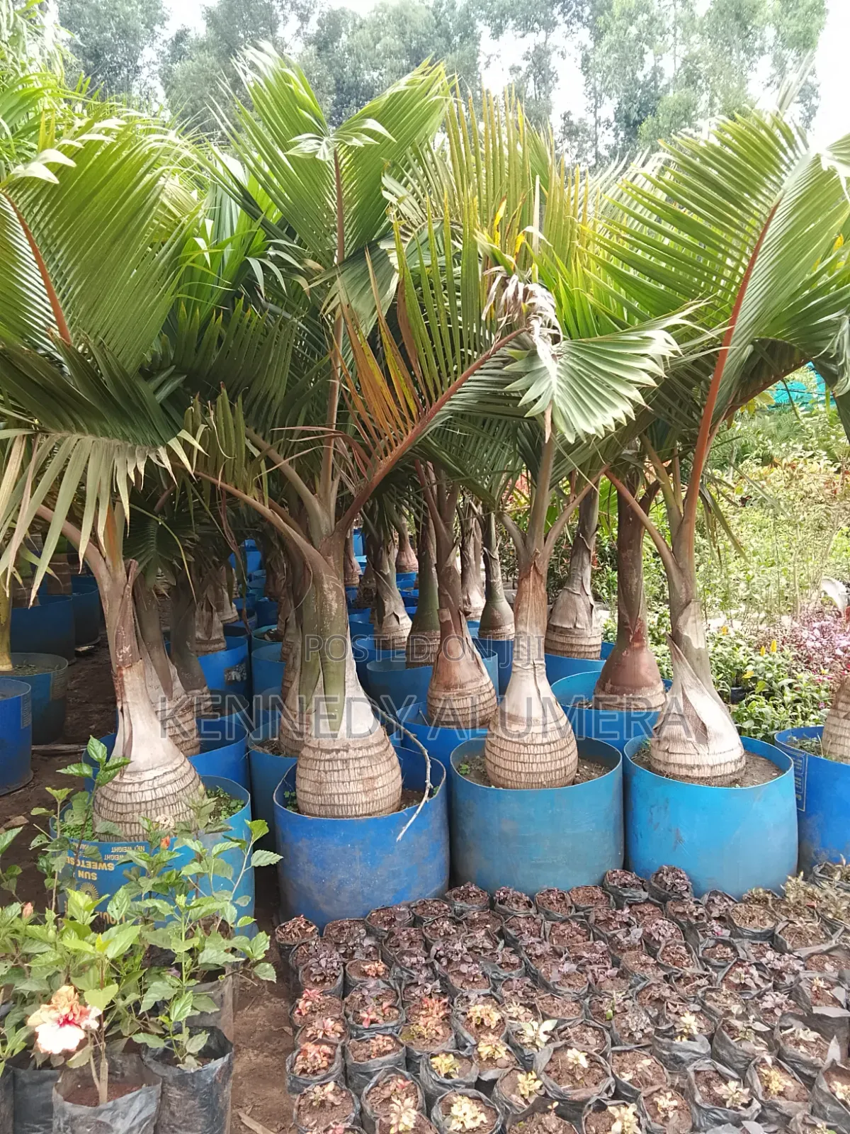 Bottle Palm