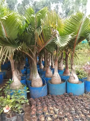 Bottle Palm