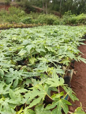 Fruit Trees