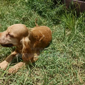 1-3 months Male Purebred English Cocker Spaniel