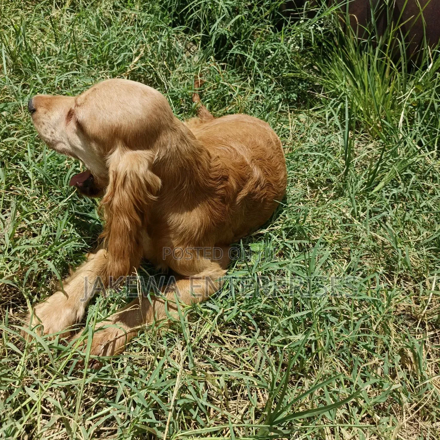 6-12 months Male Purebred English Cocker Spaniel