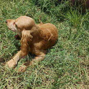 6-12 months Male Purebred English Cocker Spaniel
