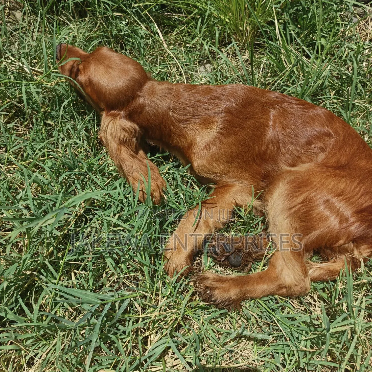 6-12 months Male Purebred English Cocker Spaniel