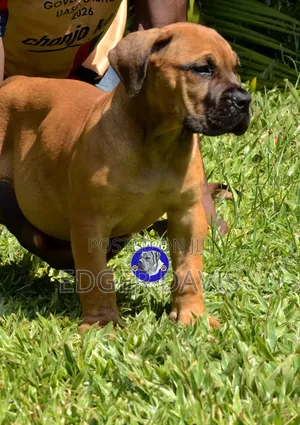 1-3 months Male Purebred Boerboel
