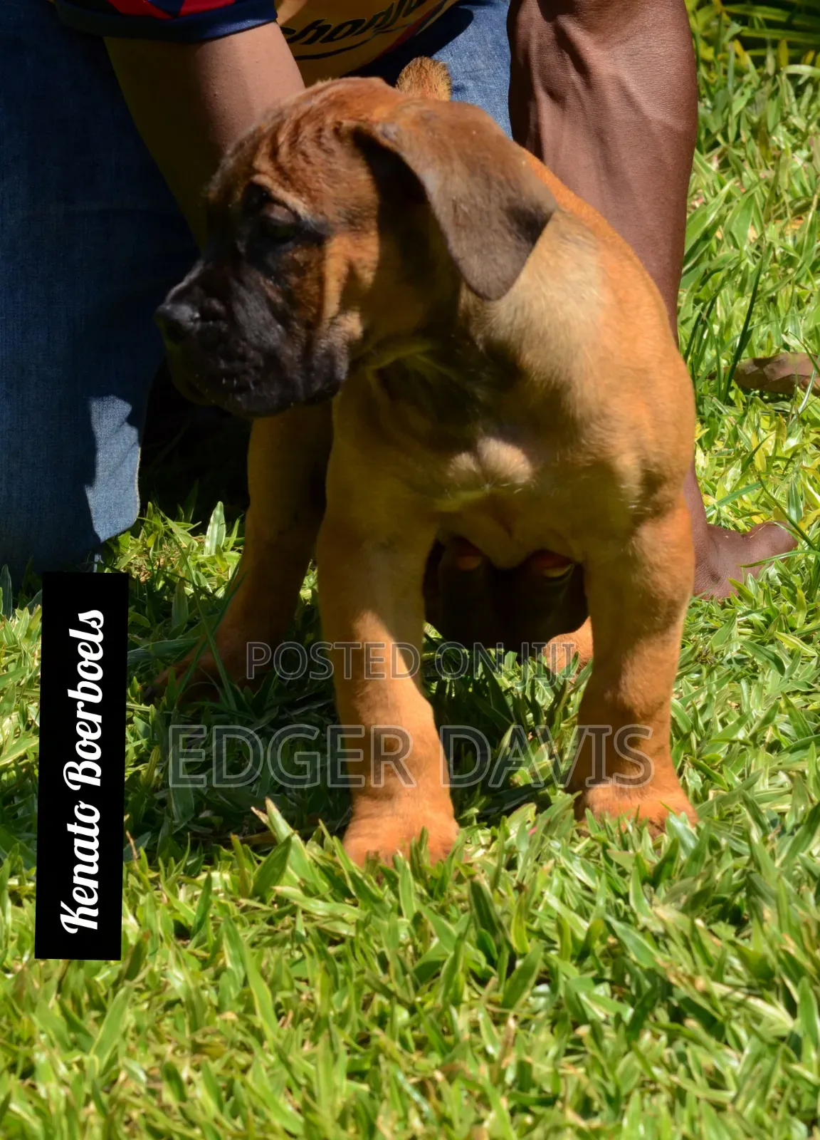 1-3 months Male Purebred Boerboel