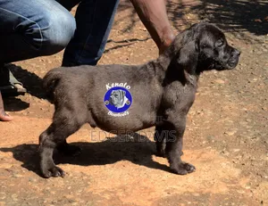 1-3 months Male Purebred Boerboel
